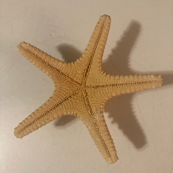 Starfish Sea Shells - Picture 7 of 11